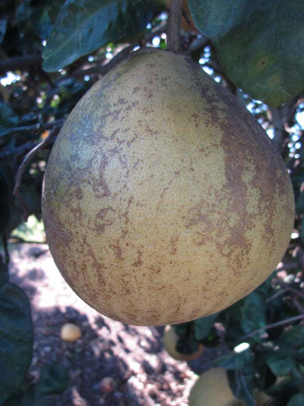              Fruit (Winter Haven, FL)       